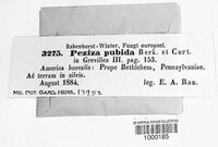 Peziza pubida image